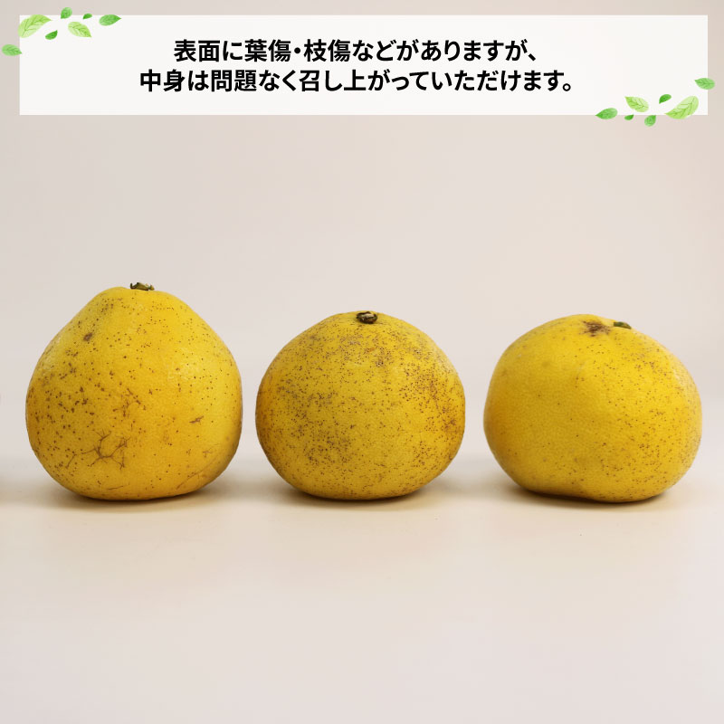 【ふるさと納税】 訳あり 文旦 約7kg 玉津柑橘倶楽部 先行予約 サイズ 不揃い ザボン ぶんたん ボンタン 果実 果物 くだもの フルーツ 柑橘 愛媛蜜柑 愛媛みかん 訳アリ わけあり 訳あり品 産地直送 数量限定 国産 愛媛 宇和島 B010-072046 サムネイル2