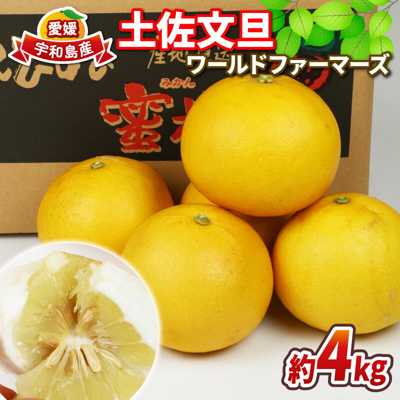 愛媛みかん 土佐文旦 4kg ワールドファーマーズ 先行予約 わけあり 訳あり品 ぶんたん 文旦 分担 果物 くだもの フルーツ 柑橘 蜜柑 みかん mikan ミカン 愛媛みかん 愛媛ミカン 愛媛県産 産地直送 農家直送 数量限定 国産 愛媛 宇和島 B010-024008