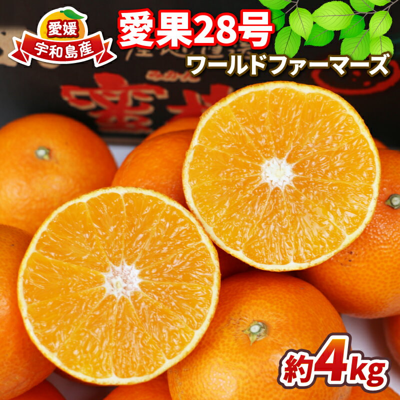 愛媛 みかん 愛果28号 4kg 高級柑橘 ワールドファーマーズ 先行予約 愛媛蜜柑 高級みかん 高級 ブランド 限定 品種 プルプル 甘い 愛媛みかん mikan 果物 くだもの フルーツ 柑橘 濃厚 甘味 蜜柑 愛媛県産 産地直送 数量限定 国産 宇和島 B015-024004