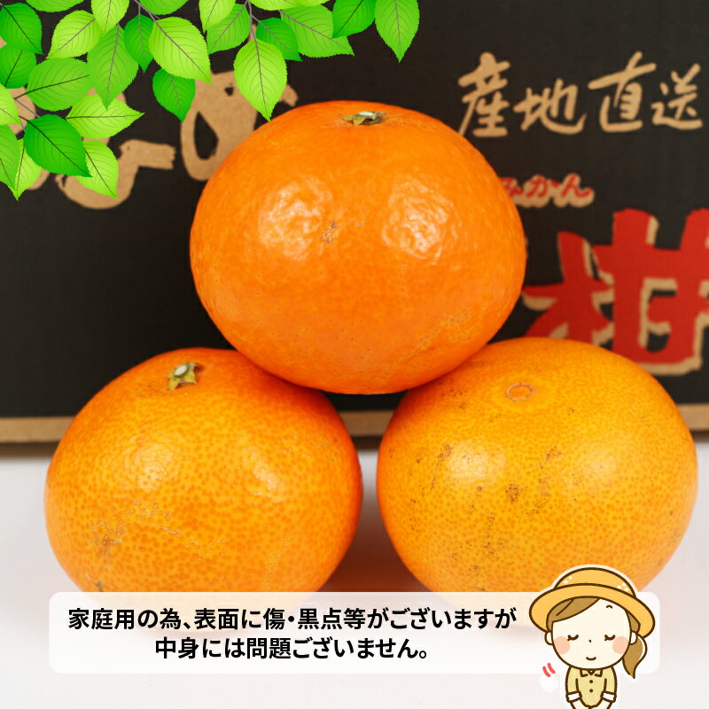 【ふるさと納税】 愛媛 みかん 愛果28号 4kg 高級柑橘 ワールドファーマーズ 先行予約 愛媛蜜柑 高級みかん 高級 ブランド 限定 品種 プルプル 甘い 愛媛みかん mikan 果物 くだもの フルーツ 柑橘 濃厚 甘味 蜜柑 愛媛県産 産地直送 数量限定 国産 宇和島 B015-024004 サムネイル2