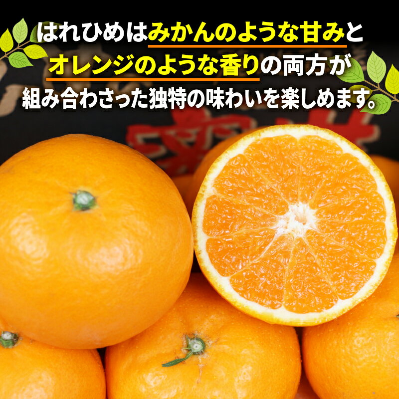 【ふるさと納税】 果物 みかん はれひめ 4kg ワールドファーマーズ 瀬戸の晴れ姫 晴姫 harehime 蜜柑 mikan 吉田みかん 愛媛みかん 愛媛ミカン 愛媛蜜柑 くだもの 柑橘 フルーツ 希少 品種 甘い プリプリ 数量限定 産地直送 農家直送 国産 愛媛 宇和島 B012-024005 サムネイル3