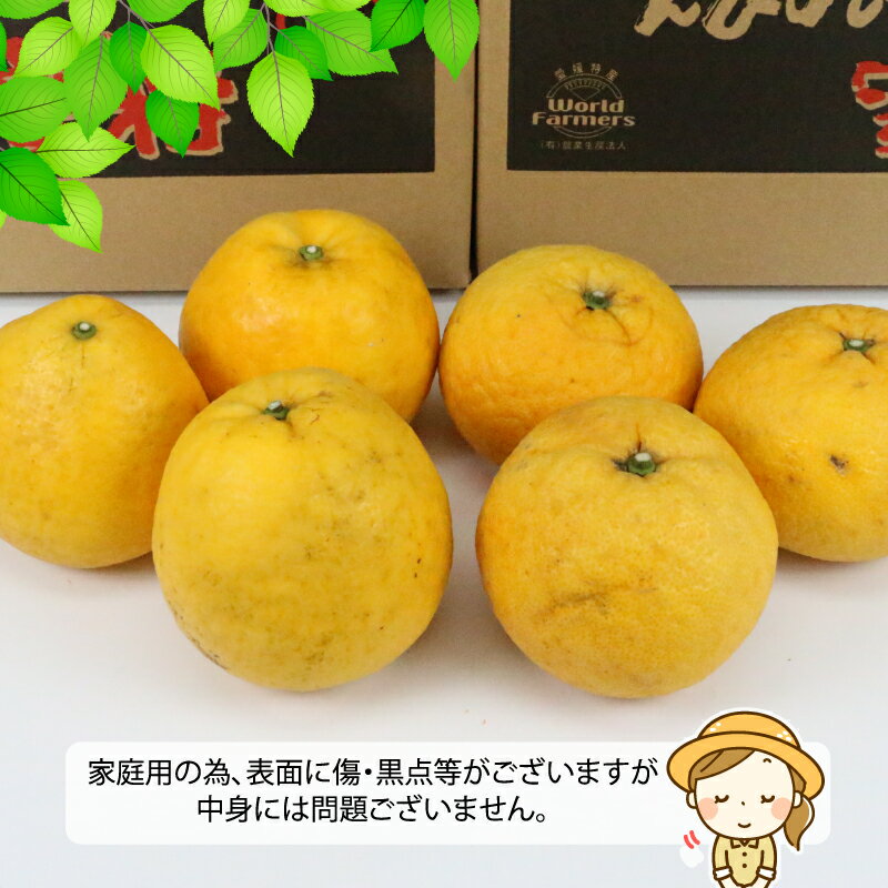 【ふるさと納税】 河内晩柑 4kg 甘夏 4kg 詰め合わせ セット ワールドファーマーズ 先行予約 雑柑 晩柑 かわちばんかん 和製 グレープフルーツ あまなつ 食べ比べ 果物 くだもの フルーツ 柑橘 みかん 蜜柑 mikan 数量限定 産地直送 農家直送 国産 愛媛 宇和島 B012-024009 サムネイル2