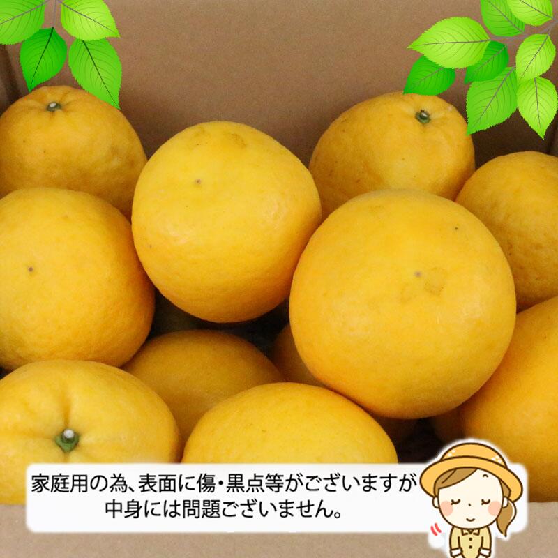 【ふるさと納税】 愛媛みかん 河内晩柑 7.5kg ワールドファーマーズ 先行予約 晩柑 かわちばんかん 和製 グレープフルーツ 愛媛ミカン 愛媛蜜柑 愛媛県産みかん 蜜柑 みかん mikan 爽やか 果物 くだもの フルーツ 柑橘 数量限定 産地直送 国産 愛媛 宇和島 B012-024010 サムネイル2