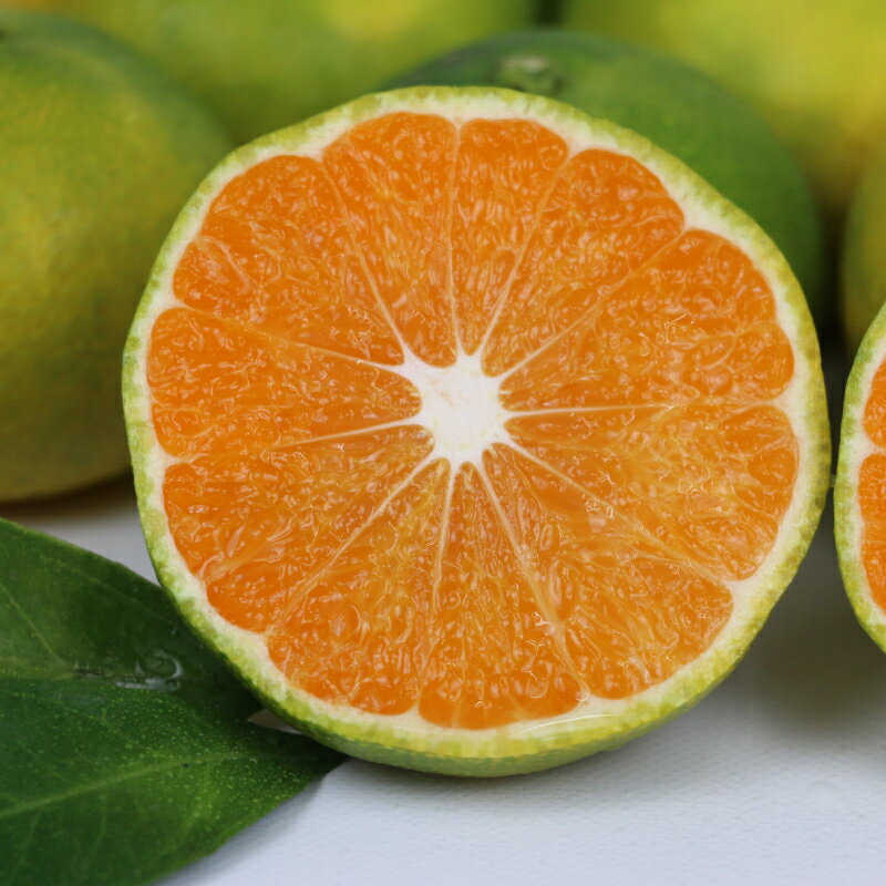 【ふるさと納税】 極早生みかん 蜜柑 家庭用 10kg 先行予約 ワールドファーマーズ 温州みかん 温州 極早生 みかん 緑みかん 愛媛みかん 愛媛ミカン 愛媛県産 みかん10kg 果物 フルーツ 柑橘 mikan 数量限定 産地直送 農家直送 産直 お取り寄せ 国産 愛媛 宇和島 B010-024015 - 画像3