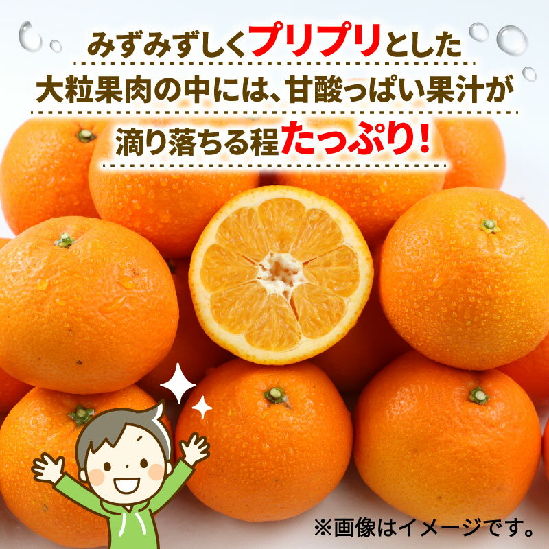 【ふるさと納税】 愛媛みかん 訳あり 伊予柑 10kg ワールドファーマーズ わけあり いよかん 愛媛ミカン 愛媛蜜柑 訳ありみかん 訳あり蜜柑 訳アリ 訳あり品 訳有り わけあり mikan 果物 くだもの フルーツ 柑橘 みかん 蜜柑 数量限定 産地直送 国産 愛媛 宇和島 B010-024022 サムネイル3