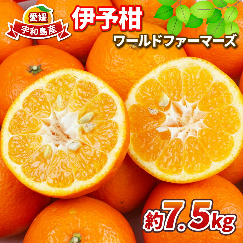伊予柑 みかん 7.5kg ワールドファーマーズ 先行予約 伊予 いよかん 蜜柑 mikan 愛媛みかん 愛媛蜜柑 愛媛ミカン 柑橘 果物 くだもの ミカン 宇和島みかん フルーツ お取り寄せ 美味しい 数量限定 産地直送 農家直送 数量限定 国産 愛媛 宇和島 B012-024006