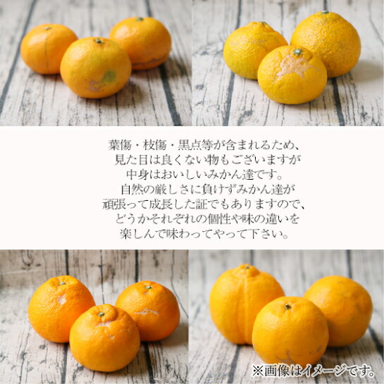 【ふるさと納税】 ブラッドオレンジ モロ タロッコ 品種 お任せ 2kg 家庭用 フレッシュつちやま ブラッド オレンジ 果物 くだもの フルーツ 柑橘 みかん 愛媛みかん 愛媛蜜柑 愛媛ミカン 愛媛県産 吉田みかん みかん 蜜柑 産地直送 数量限定 国産 愛媛 宇和島 B010-096010 サムネイル3