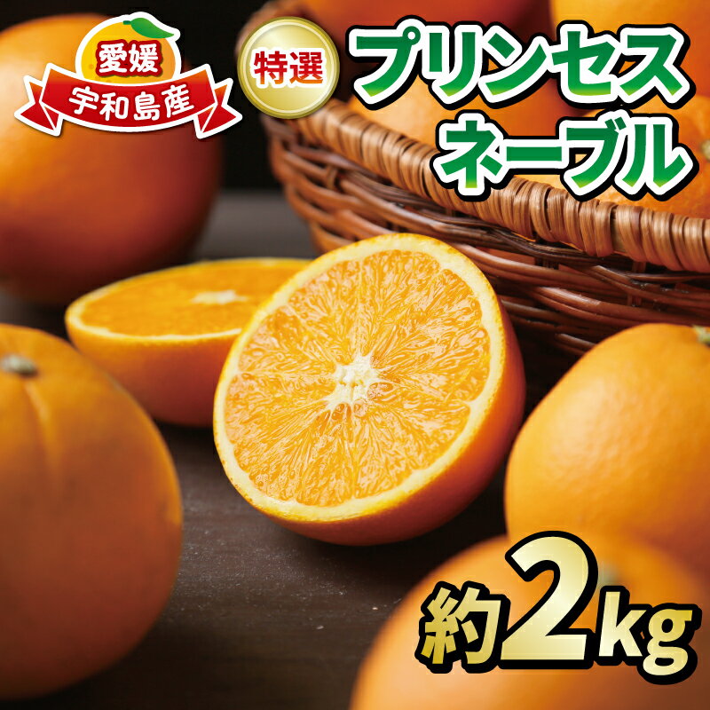 柑橘 ネーブル オレンジ 2kg 特選 秀品 プリンセスネーブル フレッシュつちやま 先行予約 贈答用 オレンジ ギフト プレゼント 高級 ネット掛け orenge 果物 フルーツ みかん 蜜柑 愛媛みかん 農家直送 産地直送 数量限定 国産 愛媛 宇和島 B010-096001
