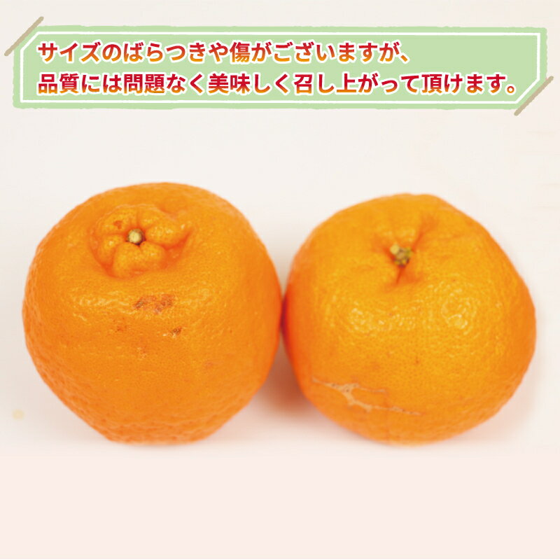 【ふるさと納税】 ポンカン 訳あり ぽんかん 10kg 大田農園 みかん 先行予約 果物 フルーツ 柑橘 みかん ミカン mikan 愛媛みかん 愛媛ミカン 愛媛密柑 密柑 ジューシー 爽やか 果物 くだもの デザート 数量限定 産地直送 農家直送 国産 愛媛 宇和島 B012-121001 サムネイル2