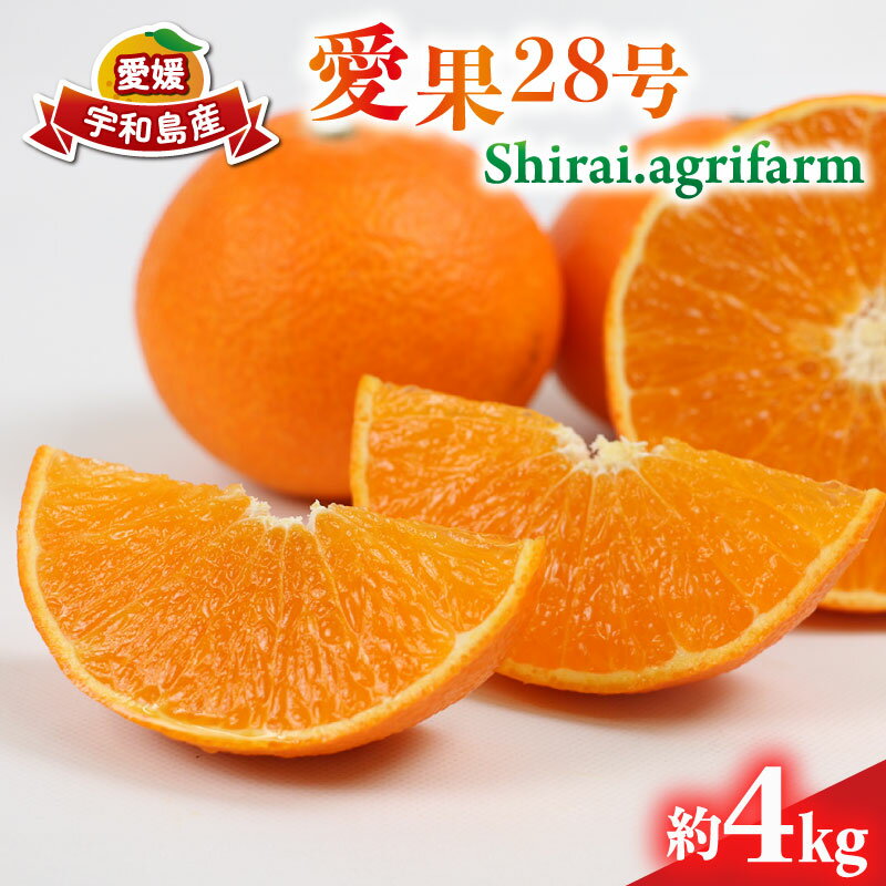 愛果28号 約4kg L~3L サイズ Shirai.agrifarm 先行予約 みかん 愛媛ミカン 愛媛蜜柑 mikan 柑橘 果物 くだもの フルーツ 高級 ブランド 限定 品種 濃厚 甘い 甘味 蜜柑 ゼリー プルプル 産地直送 農家直送 数量限定 国産 愛媛 宇和島 B020-115004