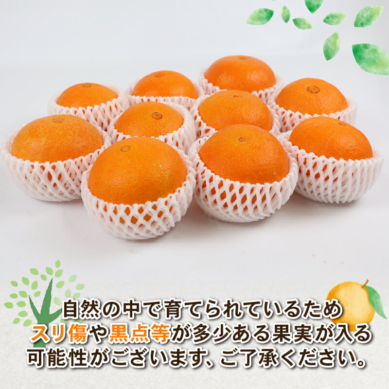 【ふるさと納税】 愛果28号 約4kg L~3L サイズ Shirai.agrifarm 先行予約 みかん 愛媛ミカン 愛媛蜜柑 mikan 柑橘 果物 くだもの フルーツ 高級 ブランド 限定 品種 濃厚 甘い 甘味 蜜柑 ゼリー プルプル 産地直送 農家直送 数量限定 国産 愛媛 宇和島 B020-115004 サムネイル2