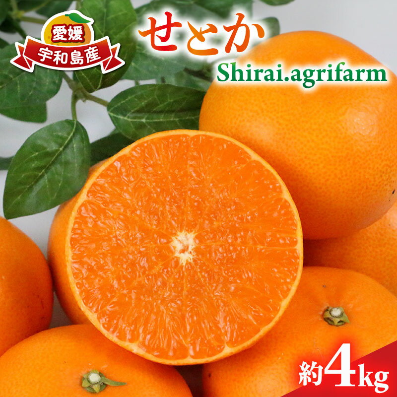 せとか 約4kg L~3L サイズ Shirai.agrifarm 先行予約 みかん 高級柑橘 柑橘の 大トロ 愛媛ミカン 愛媛蜜柑 mikan 柑橘 果物 くだもの フルーツ 高級 ブランド 濃厚 甘い 美味しい コク 甘味 蜜柑 産地直送 農家直送 数量限定 国産 愛媛 宇和島 B020-115006