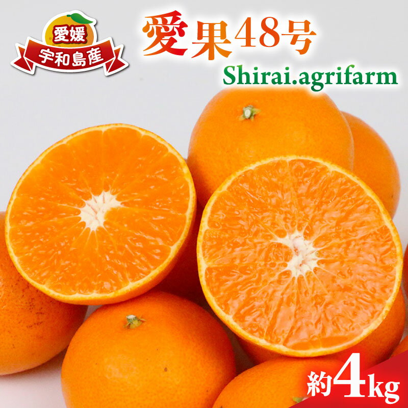 愛果48号 新品種 約4kg M~3L サイズ Shirai.agrifarm 先行予約 高級柑橘 みかん 愛媛ミカン 愛媛蜜柑 mikan 柑橘 果物 愛果28号 甘平 交配 くだもの フルーツ 高級 ブランド 美味しい 濃厚 蜜柑 産地直送 農家直送 数量限定 国産 愛媛 宇和島 B030-115007