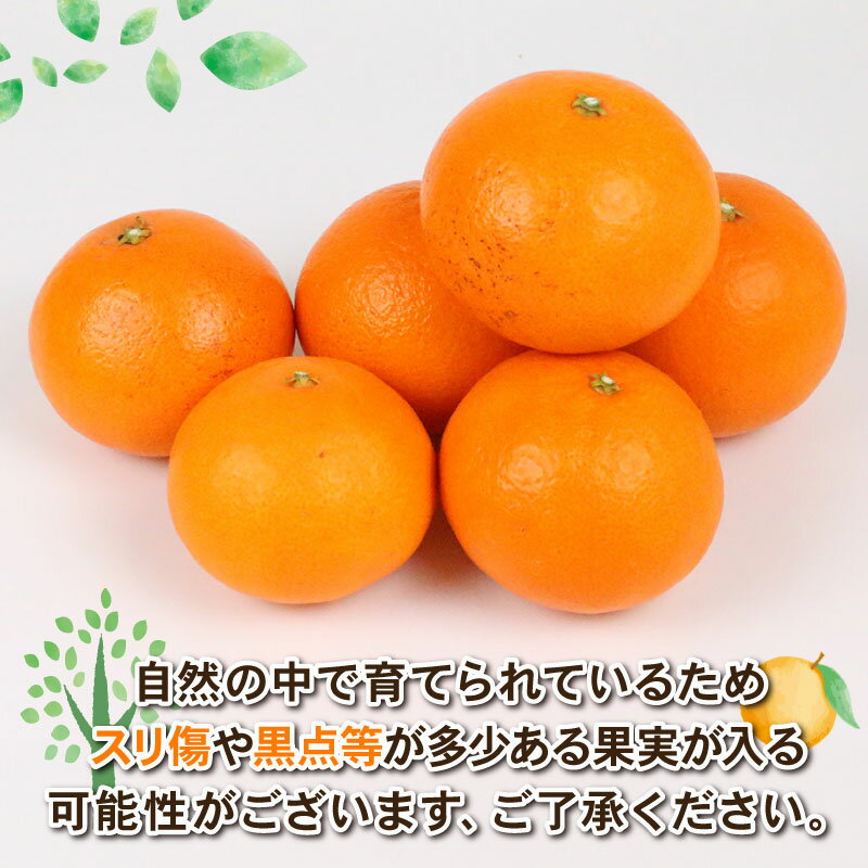 【ふるさと納税】 愛果48号 新品種 約4kg M~3L サイズ Shirai.agrifarm 先行予約 高級柑橘 みかん 愛媛ミカン 愛媛蜜柑 mikan 柑橘 果物 愛果28号 甘平 交配 くだもの フルーツ 高級 ブランド 美味しい 濃厚 蜜柑 産地直送 農家直送 数量限定 国産 愛媛 宇和島 B030-115007 サムネイル2