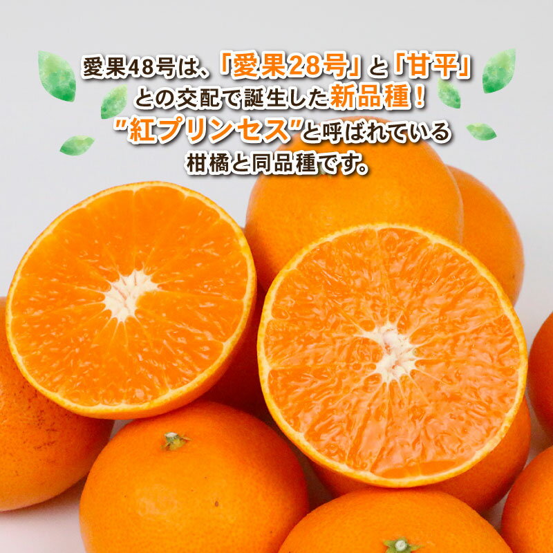 【ふるさと納税】 愛果48号 新品種 約4kg M~3L サイズ Shirai.agrifarm 先行予約 高級柑橘 みかん 愛媛ミカン 愛媛蜜柑 mikan 柑橘 果物 愛果28号 甘平 交配 くだもの フルーツ 高級 ブランド 美味しい 濃厚 蜜柑 産地直送 農家直送 数量限定 国産 愛媛 宇和島 B030-115007 サムネイル3