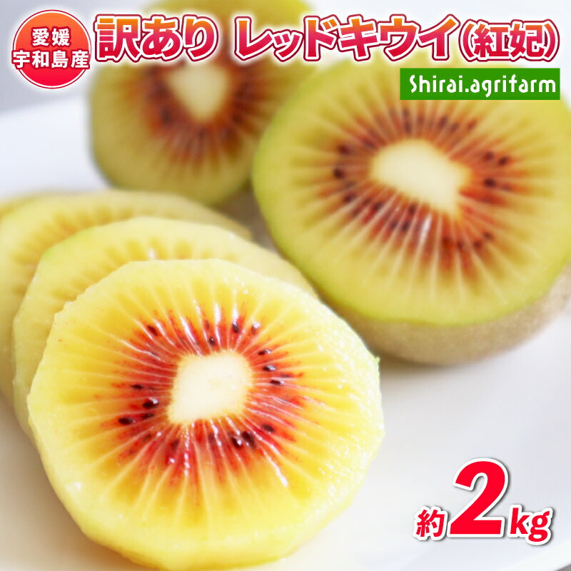 先行予約 訳あり キウイ 紅妃 レッドキウイ 2kg Shirai.agrifarm 訳アリ 訳あり品 訳有り わけあり サイズ 不揃い キウイフルーツ 甘い 高級 希少 果物 フルーツ デザート スイーツ 農家直送 産地直送 数量限定 国産 愛媛 宇和島 F010-115002