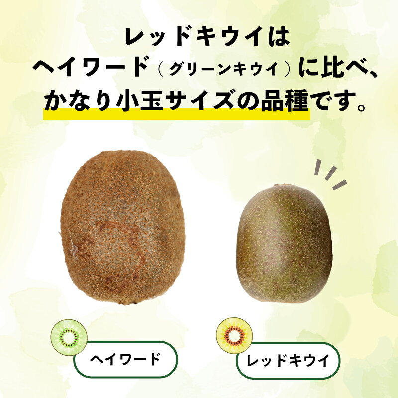 【ふるさと納税】 レッドキウイ (紅妃) 2kg 先行予約 果物 Shirai.agrifarm キウイ キウイフルーツ 甘い 高級 希少 果物 フルーツ デザート スイーツ 農家直送 産地直送 数量限定 国産 愛媛 宇和島 F012-115001 - 画像3