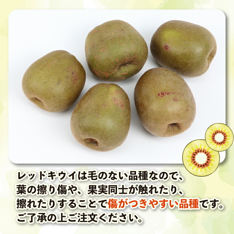 【ふるさと納税】 レッドキウイ (紅妃) 2kg 先行予約 果物 Shirai.agrifarm キウイ キウイフルーツ 甘い 高級 希少 果物 フルーツ デザート スイーツ 農家直送 産地直送 数量限定 国産 愛媛 宇和島 F012-115001 - 画像2