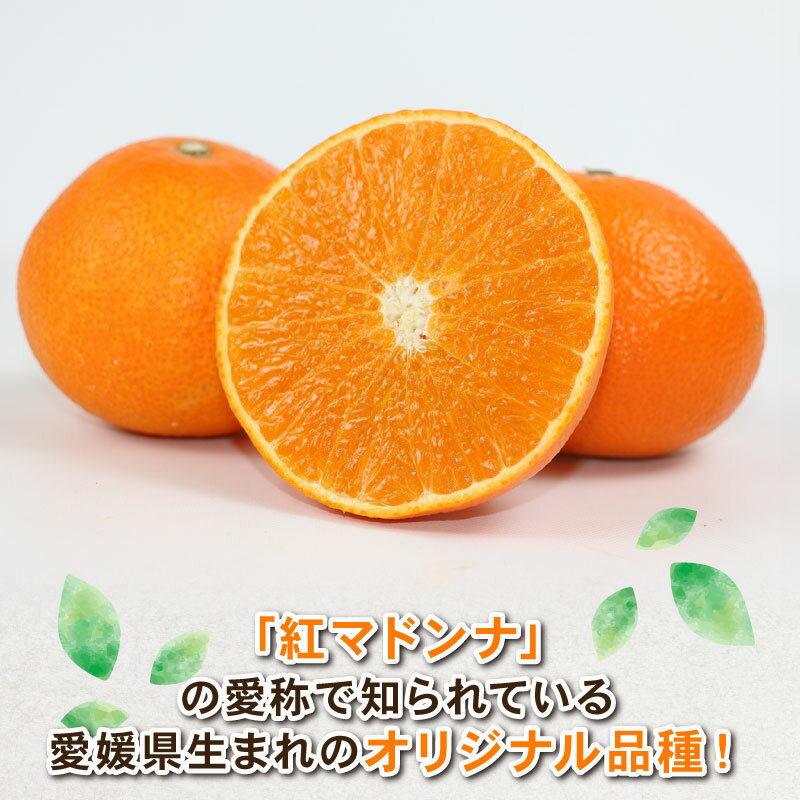 【ふるさと納税】 愛果28号 約4kg L~3L サイズ Shirai.agrifarm 先行予約 みかん 愛媛ミカン 愛媛蜜柑 mikan 柑橘 果物 くだもの フルーツ 高級 ブランド 限定 品種 濃厚 甘い 甘味 蜜柑 ゼリー プルプル 産地直送 農家直送 数量限定 国産 愛媛 宇和島 B020-115004 サムネイル3