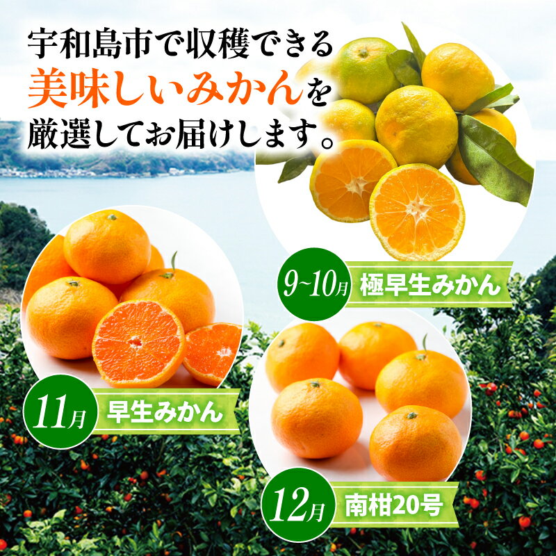 【ふるさと納税】 みかん 贈答用 おまかせ 温州みかん 3kg YAMAUCHI FARM 極早生 早生 南柑20号 愛媛蜜柑 愛媛ミカン うんしゅう 玉津 みかん mikan 先行予約 果物 フルーツ 柑橘 濃厚 甘い 甘味 蜜柑 産地直送 農家直送 数量限定 国産 愛媛 宇和島 B010-084003 サムネイル2