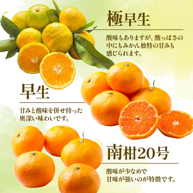 【ふるさと納税】 みかん 贈答用 おまかせ 温州みかん 3kg YAMAUCHI FARM 極早生 早生 南柑20号 愛媛蜜柑 愛媛ミカン うんしゅう 玉津 みかん mikan 先行予約 果物 フルーツ 柑橘 濃厚 甘い 甘味 蜜柑 産地直送 農家直送 数量限定 国産 愛媛 宇和島 B010-084003 サムネイル3