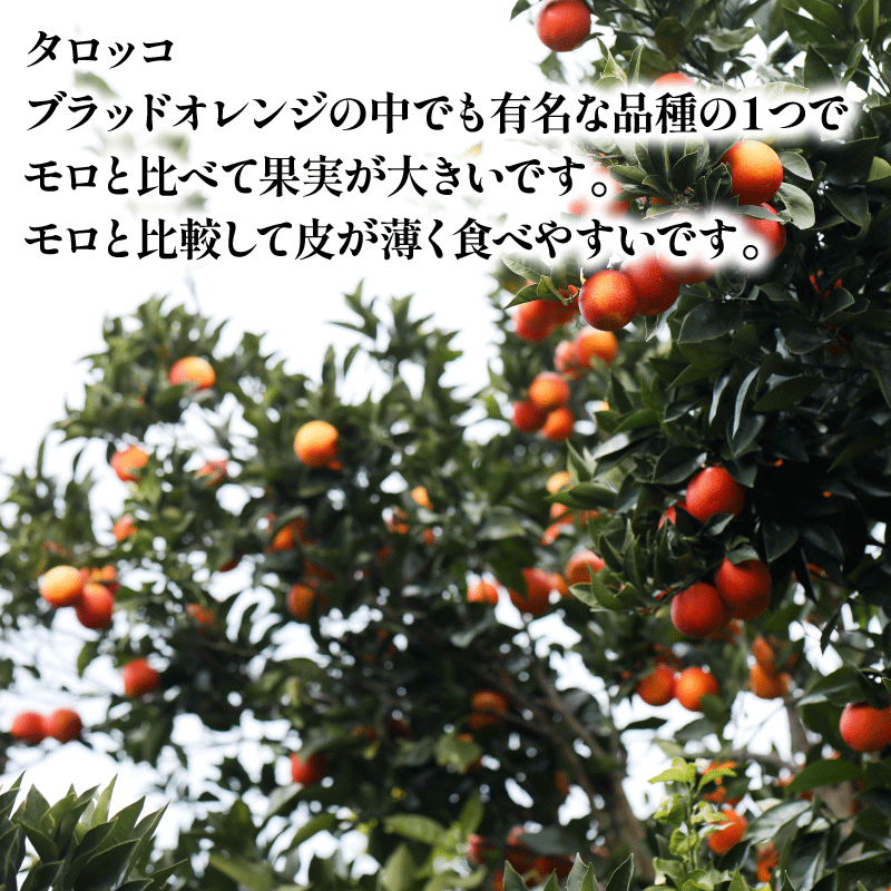 【ふるさと納税】 先行予約 贈答用 おまかせ ブラッドオレンジ モロ タロッコ 3kg YAMAUCHI FARM 愛媛みかん 愛媛蜜柑 愛媛ミカン オレンジ 玉津 みかん mikan 果物 フルーツ 柑橘 濃厚 甘い 甘味 蜜柑 産地直送 農家直送 数量限定 国産 愛媛 宇和島 B010-084004 サムネイル3