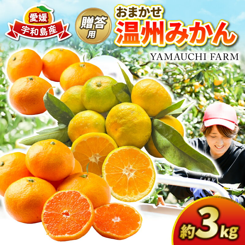 みかん 贈答用 おまかせ 温州みかん 3kg YAMAUCHI FARM 極早生 早生 南柑20号 愛媛蜜柑 愛媛ミカン うんしゅう 玉津 みかん mikan 先行予約 果物 フルーツ 柑橘 濃厚 甘い 甘味 蜜柑 産地直送 農家直送 数量限定 国産 愛媛 宇和島 B010-084003