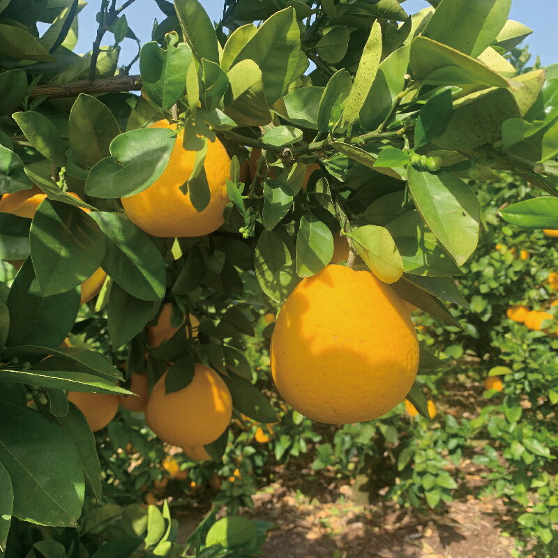 【ふるさと納税】 家庭用 河内晩柑 木成り 7kg 南四国ファーム 先行予約 愛媛みかん 晩柑 かわちばんかん 和製 グレープフルーツ ばんかん 果物 くだもの 柑橘 みかん 蜜柑 みかん mikan 宇和島みかん 美味しい デザート 数量限定 産地直送 国産 愛媛 宇和島 B010-035013 サムネイル2