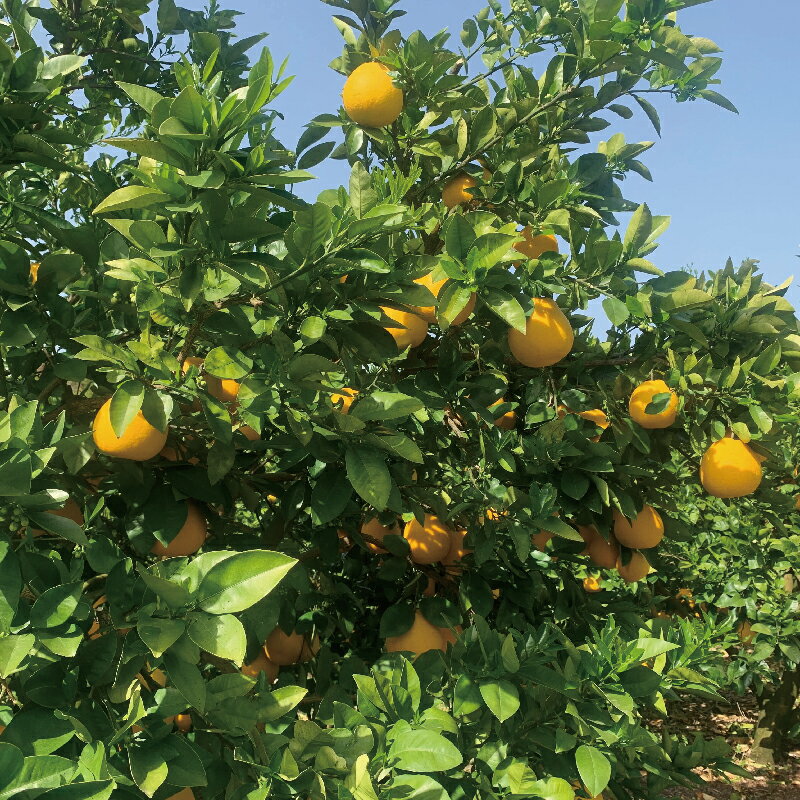 【ふるさと納税】 家庭用 河内晩柑 木成り 7kg 南四国ファーム 先行予約 愛媛みかん 晩柑 かわちばんかん 和製 グレープフルーツ ばんかん 果物 くだもの 柑橘 みかん 蜜柑 みかん mikan 宇和島みかん 美味しい デザート 数量限定 産地直送 国産 愛媛 宇和島 B010-035013 サムネイル3