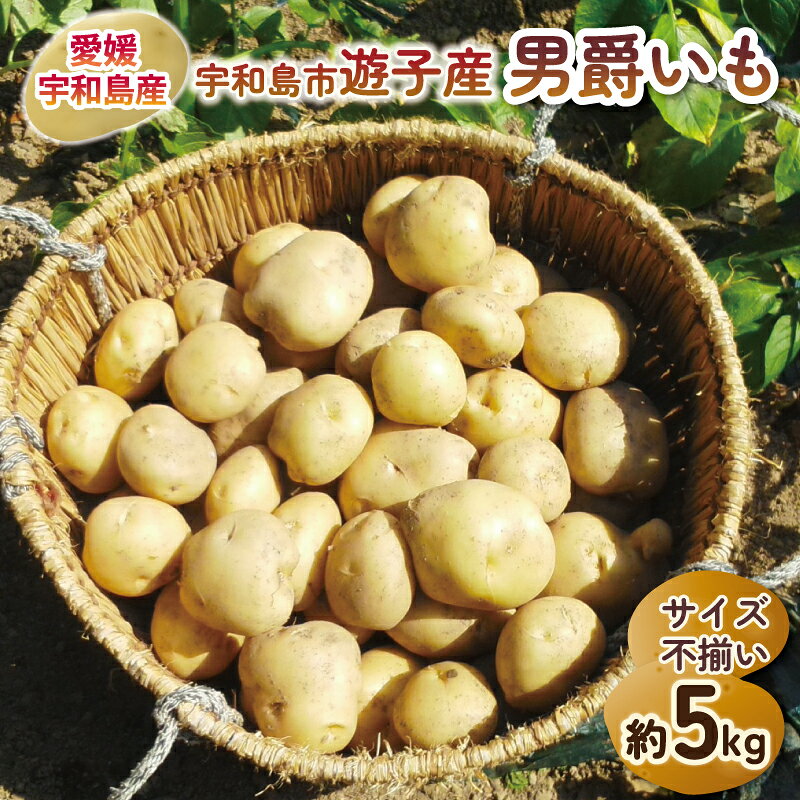 じゃがいも 男爵いも 5kg 宇和島市遊子産 NPO法人段畑を守ろう会 先行予約 野菜 やさい ジャガイモ 男爵 芋 不揃い 産地直送 特産品 馬鈴薯 ばれいしょ いも イモ 根菜 ポテト お芋 ジャガ芋 農家直送 産地直送 数量限定 国産 愛媛 宇和島 F012-051001