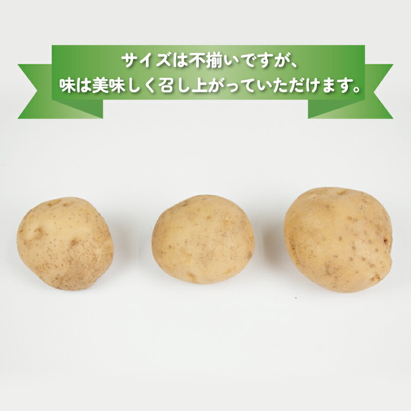 【ふるさと納税】 じゃがいも 男爵いも 5kg 宇和島市遊子産 NPO法人段畑を守ろう会 先行予約 野菜 やさい ジャガイモ 男爵 芋 不揃い 産地直送 特産品 馬鈴薯 ばれいしょ いも イモ 根菜 ポテト お芋 ジャガ芋 農家直送 産地直送 数量限定 国産 愛媛 宇和島 F012-051001 - 画像2