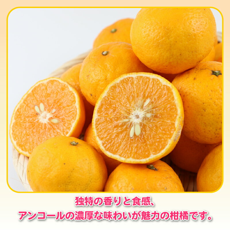 【ふるさと納税】 訳ありみかん ひめのつき 5kg 甘い 香り 爽やか 杉本屋 先行予約 訳あり 訳あり品 わけあり 果物 くだもの フルーツ 柑橘 蜜柑 グルメ お取り寄せ デザート mikan ミカン 愛媛県産 愛媛みかん 愛媛ミカン 産地直送 数量限定 国産 愛媛 宇和島 B010-143007 サムネイル3