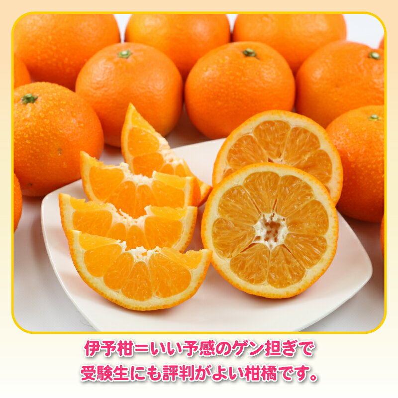 【ふるさと納税】 愛媛みかん 訳あり 伊予柑 5kg 杉本屋 わけあり 先行予約 予約受付 いよかん イヨカン 蜜柑 mikan 愛媛みかん 愛媛蜜柑 愛媛ミカン 柑橘 果物 くだもの 愛媛県産 ミカン 宇和島みかん フルーツ 数量限定 産地直送 数量限定 国産 愛媛 宇和島 B010-143006 サムネイル3