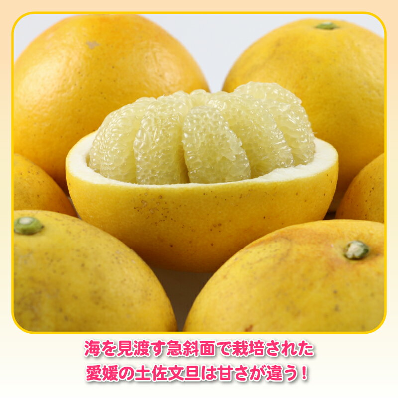 【ふるさと納税】 土佐文旦 文旦 訳あり 8kg 杉本屋 先行予約 わけあり 訳あり品 ぶんたん ブンタン 果物 くだもの フルーツ 柑橘 蜜柑 みかん mikan ミカン 美味しい ビタミン デザート 愛媛みかん 愛媛ミカン 産地直送 農家直送 数量限定 国産 愛媛 宇和島 B010-143010 サムネイル3