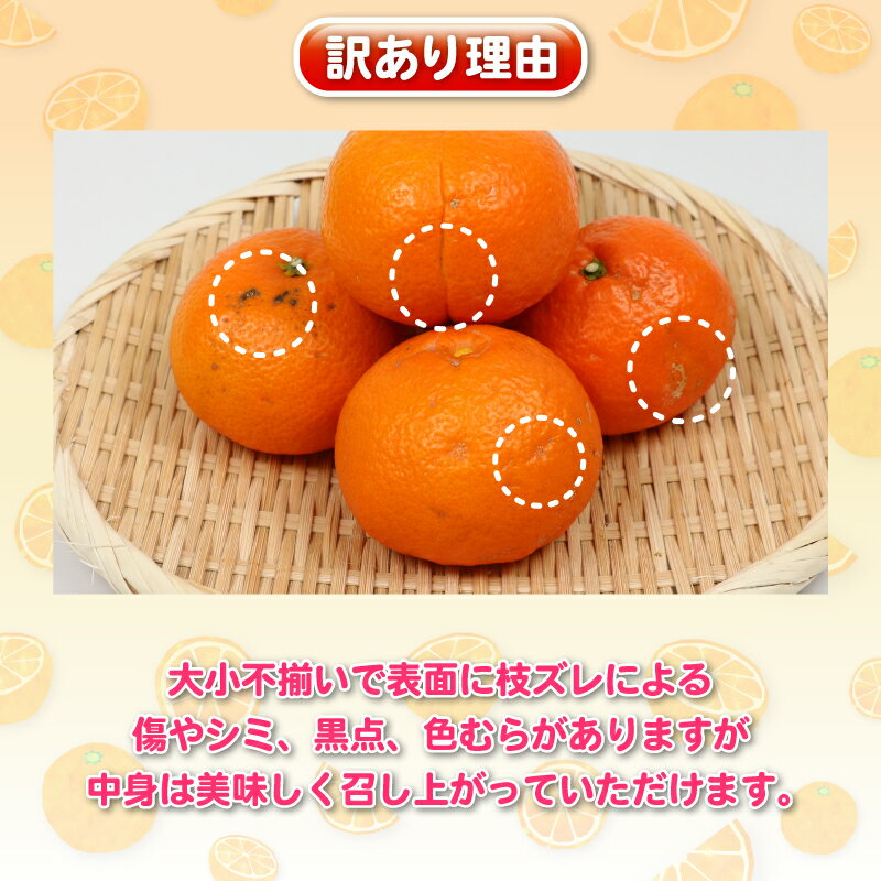 【ふるさと納税】 愛媛みかん 訳あり 伊予柑 5kg 杉本屋 わけあり 先行予約 予約受付 いよかん イヨカン 蜜柑 mikan 愛媛みかん 愛媛蜜柑 愛媛ミカン 柑橘 果物 くだもの 愛媛県産 ミカン 宇和島みかん フルーツ 数量限定 産地直送 数量限定 国産 愛媛 宇和島 B010-143006 サムネイル2