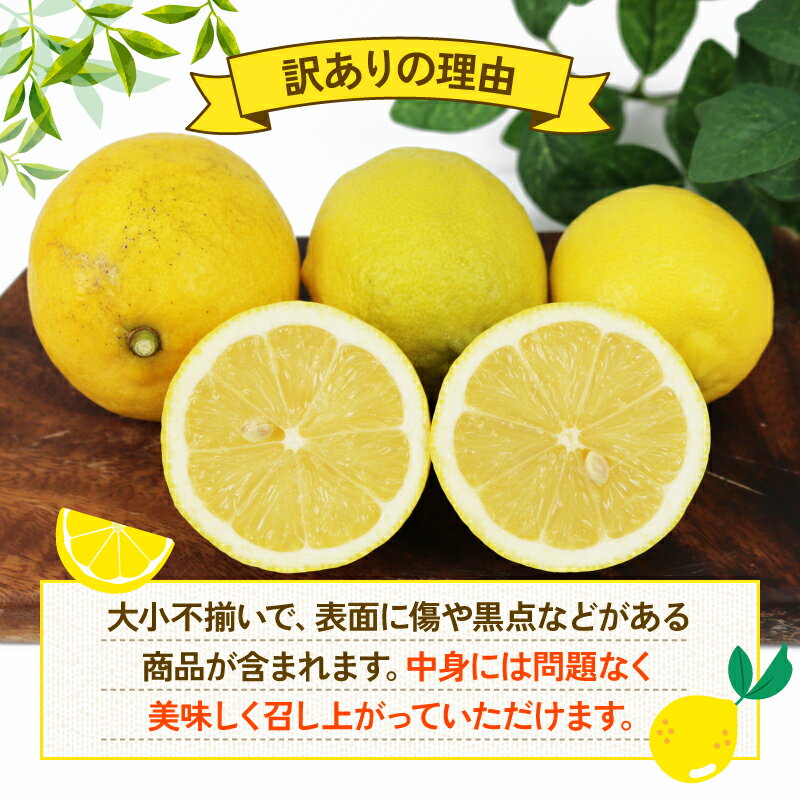 【ふるさと納税】 訳あり レモン 5kg 杉本屋 先行予約 わけあり れもん 檸檬 レモン果汁 酸味 爽やか 果実 サワー ジュース チューハイ remon 青レモン れもん 檸檬 果物 くだもの ビタミン フルーツ 柑橘 農家直送 産地直送 数量限定 国産 愛媛 宇和島 B010-143012 サムネイル2
