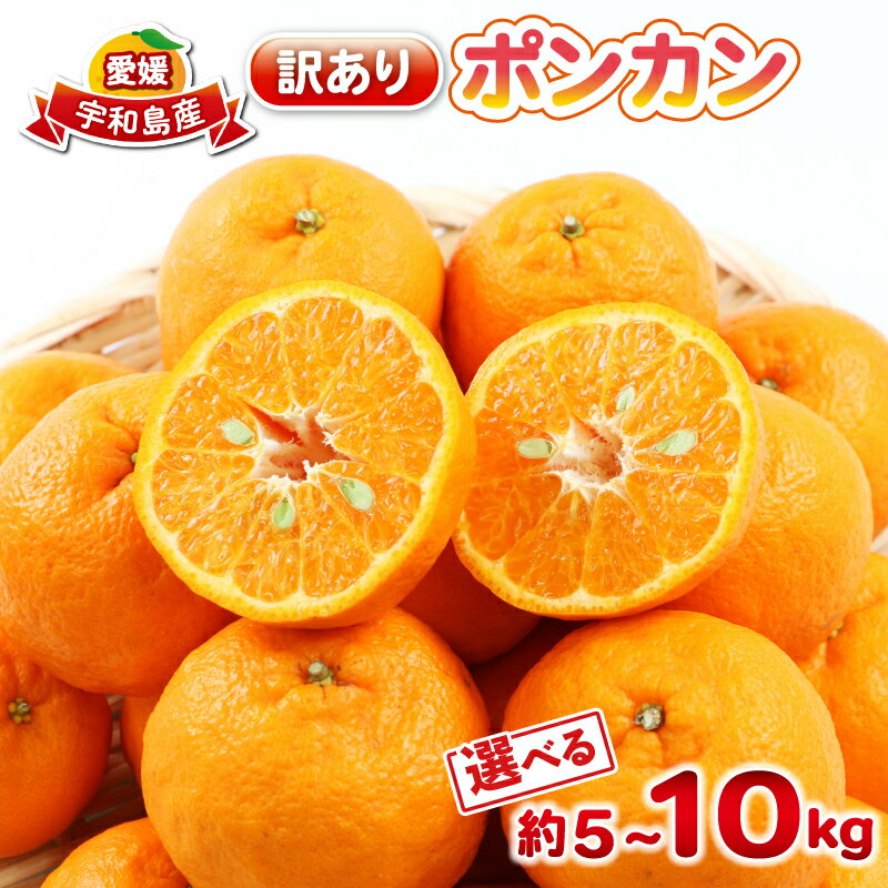 ポンカン 訳あり 選べる 内容量 5kg~10kg ぽんかん 杉本屋 ミカン 訳あり品 先行予約 mikan みかん 訳アリ デザート コク 甘い 果物 くだもの フルーツ 柑橘 蜜柑 ビタミン お取り寄せ 送料無料 愛媛みかん 愛媛蜜柑 産地直送 数量限定 国産 愛媛 宇和島