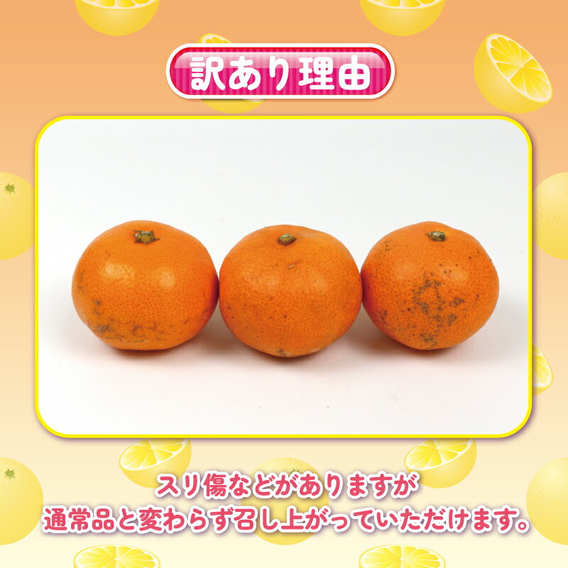 【ふるさと納税】 みかん 小玉 数量限定 訳あり 完熟 プチ ミカン 選べる 内容量 5kg ~10kg 杉本屋 先行予約 完熟みかん mikan わけあり 小玉みかん 小みかん 愛媛みかん 愛媛蜜柑 温州 早生温州 温州みかん 果物 くだもの フルーツ 柑橘 産直 産地直送 国産 愛媛 宇和島 サムネイル2