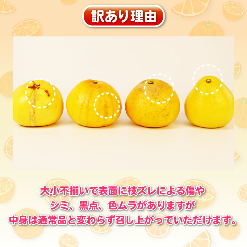 【ふるさと納税】 土佐文旦 文旦 訳あり 8kg 杉本屋 先行予約 わけあり 訳あり品 ぶんたん ブンタン 果物 くだもの フルーツ 柑橘 蜜柑 みかん mikan ミカン 美味しい ビタミン デザート 愛媛みかん 愛媛ミカン 産地直送 農家直送 数量限定 国産 愛媛 宇和島 B010-143010 サムネイル2