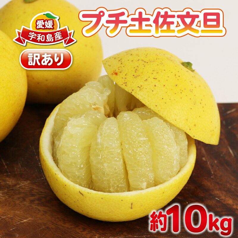 文旦 訳あり プチ 土佐文旦 10kg 杉本屋 先行予約 わけあり 訳あり品 ぶんたん 果物 くだもの フルーツ 柑橘 蜜柑 みかん mikan ビタミン デザート 愛媛みかん 愛媛ミカン 産地直送 数量限定 国産 愛媛 宇和島 B010-143026
