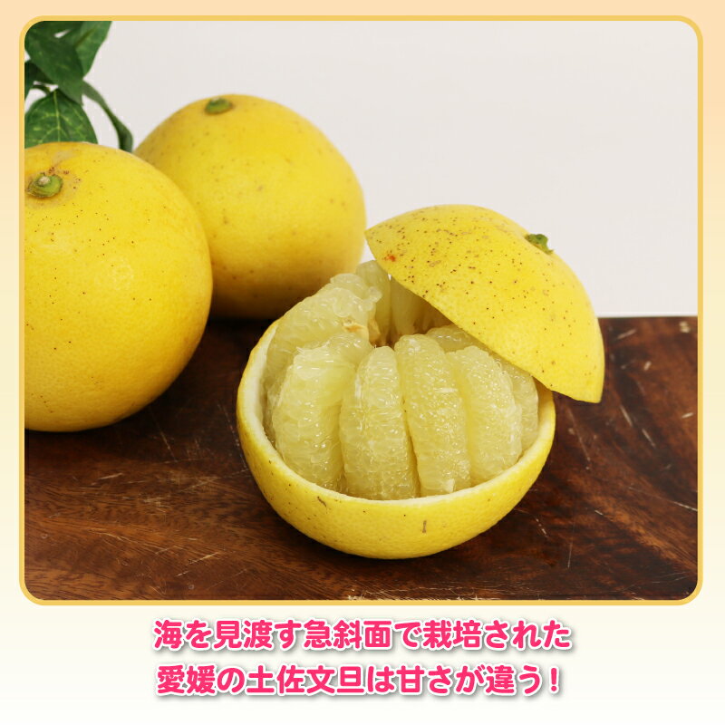 【ふるさと納税】 文旦 訳あり プチ 土佐文旦 10kg 杉本屋 先行予約 わけあり 訳あり品 ぶんたん 果物 くだもの フルーツ 柑橘 蜜柑 みかん mikan ビタミン デザート 愛媛みかん 愛媛ミカン 産地直送 数量限定 国産 愛媛 宇和島 B010-143026 サムネイル3