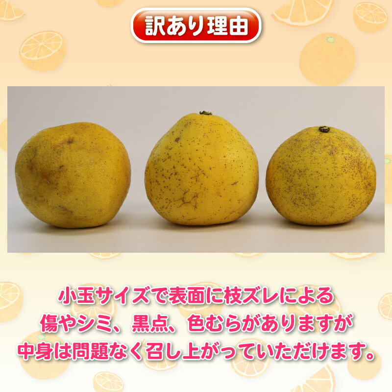 【ふるさと納税】 文旦 訳あり プチ 土佐文旦 10kg 杉本屋 先行予約 わけあり 訳あり品 ぶんたん 果物 くだもの フルーツ 柑橘 蜜柑 みかん mikan ビタミン デザート 愛媛みかん 愛媛ミカン 産地直送 数量限定 国産 愛媛 宇和島 B010-143026 サムネイル2