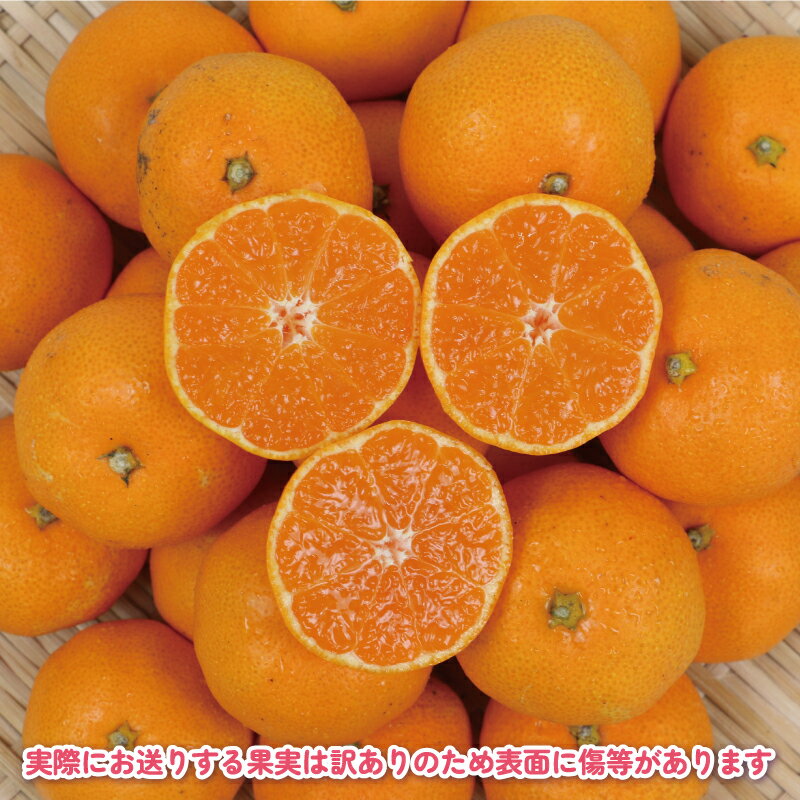 【ふるさと納税】 みかん 小玉 数量限定 訳あり 完熟 プチ ミカン 選べる 内容量 5kg ~10kg 杉本屋 先行予約 完熟みかん mikan わけあり 小玉みかん 小みかん 愛媛みかん 愛媛蜜柑 温州 早生温州 温州みかん 果物 くだもの フルーツ 柑橘 産直 産地直送 国産 愛媛 宇和島 サムネイル3