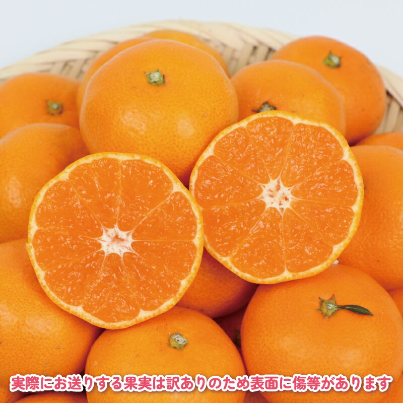 【ふるさと納税】 訳ありミカン 完熟みかん 訳あり 完熟 みかん 早生みかん選べる 内容量 5kg ~10kg 杉本屋 先行予約 完熟 温州みかん みかん ミカン mikan 早生 温州 蜜柑 果物 くだもの フルーツ 愛媛みかん 柑橘 産地直送 数量限定 家庭用 食品ロス削減 国産 愛媛 宇和島 サムネイル3