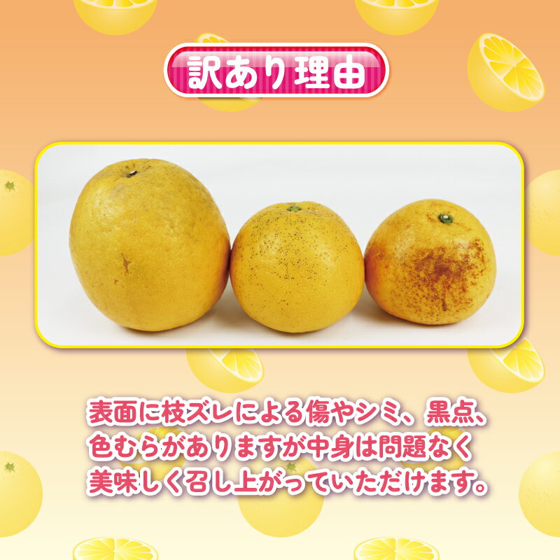 【ふるさと納税】 愛媛みかん 訳あり 河内晩柑 10kg 杉本屋 先行予約 ジューシー 爽やか わけあり かわちばんかん 愛媛県産 果物 フルーツ 柑橘 みかん mikan 蜜柑 和製 グレープフルーツ 愛媛蜜柑 愛媛ミカン ミカン 特産品 数量限定 産地直送 国産 愛媛 宇和島 B010-143001 サムネイル2