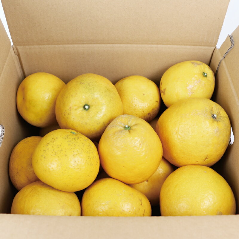 【ふるさと納税】 愛媛みかん 訳あり 河内晩柑 10kg 杉本屋 先行予約 ジューシー 爽やか わけあり かわちばんかん 愛媛県産 果物 フルーツ 柑橘 みかん mikan 蜜柑 和製 グレープフルーツ 愛媛蜜柑 愛媛ミカン ミカン 特産品 数量限定 産地直送 国産 愛媛 宇和島 B010-143001 サムネイル3