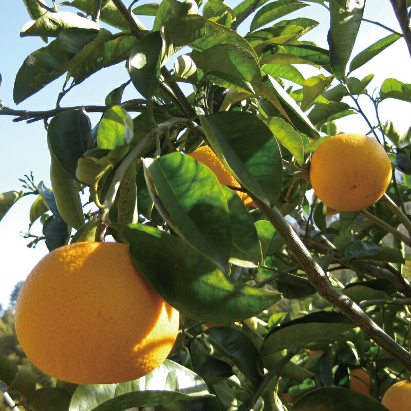 【ふるさと納税】 愛媛みかん 甘夏 4kg 栽培期間中 農薬 化学肥料 除草剤 不使用 なかい果樹園 あまなつ 夏みかん 果物 くだもの フルーツ 柑橘 みかん 蜜柑 mikan 愛媛ミカン 愛媛蜜柑 数量限定 産地直送 農家直送 国産 愛媛 宇和島 B010-144003 サムネイル3