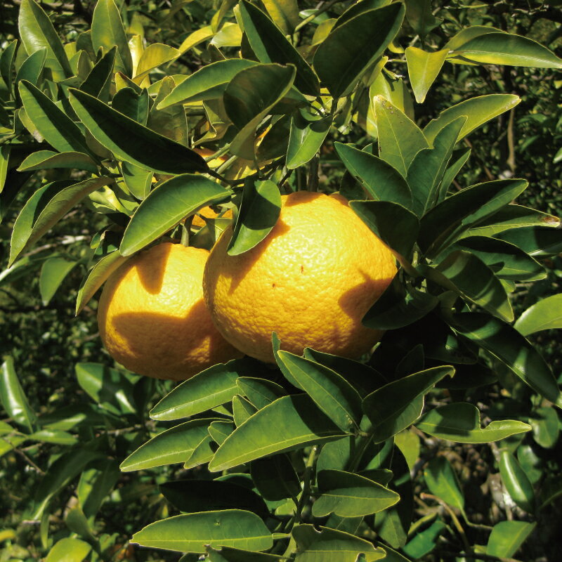 【ふるさと納税】 愛媛みかん 甘夏 4kg 栽培期間中 農薬 化学肥料 除草剤 不使用 なかい果樹園 あまなつ 夏みかん 果物 くだもの フルーツ 柑橘 みかん 蜜柑 mikan 愛媛ミカン 愛媛蜜柑 数量限定 産地直送 農家直送 国産 愛媛 宇和島 B010-144003 サムネイル2