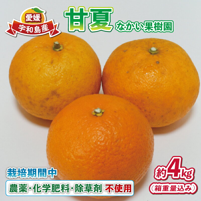 愛媛みかん 甘夏 4kg 栽培期間中 農薬 化学肥料 除草剤 不使用 なかい果樹園 あまなつ 夏みかん 果物 くだもの フルーツ 柑橘 みかん 蜜柑 mikan 愛媛ミカン 愛媛蜜柑 数量限定 産地直送 農家直送 国産 愛媛 宇和島 B010-144003