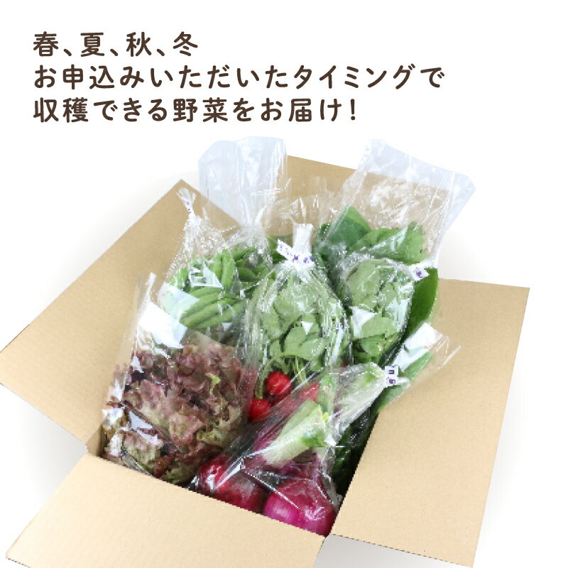 【ふるさと納税】 季節のおまかせ 野菜 セット はまだ農園 やさい 野菜セット 美味しい 新鮮 小分け 季節 お任せ 食べ比べ 旬野菜 旬 詰め合わせ 季節限定 季節野菜 フレッシュ yasai 農家直送 産地直送 数量限定 国産 愛媛 宇和島 F010-139001 - 画像2